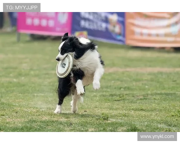 上海飞盘队勇闯极限运动世界杯的奋斗与荣耀之路